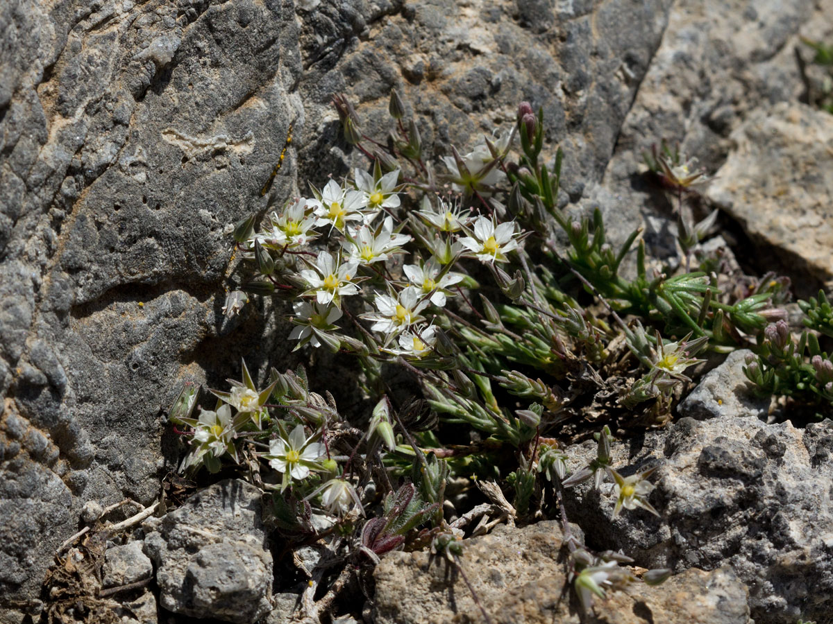 Image of Minuartia attica specimen.