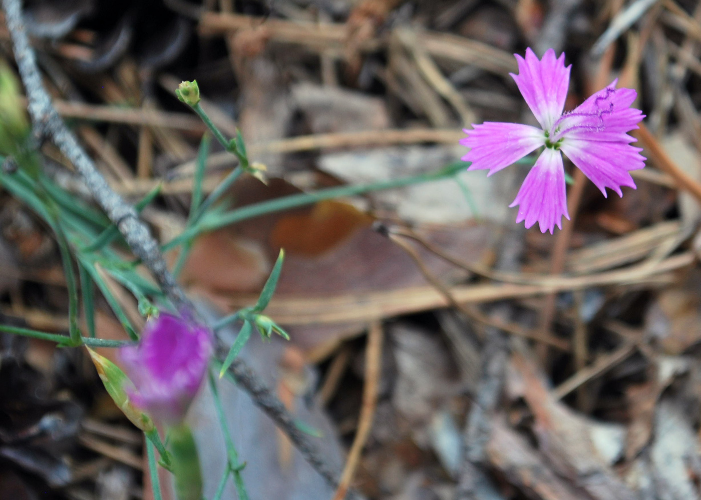 Изображение особи Dianthus campestris.