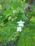 Malus domestica