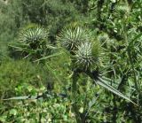 Cirsium vulgare. Верхушка веточки с нераскрывшимися соцветиями. Кабардино-Балкария, Эльбрусский р-н, окр. пос. Эльбрус, ок. 1800 м н.у.м., луг. 27.07.2017.