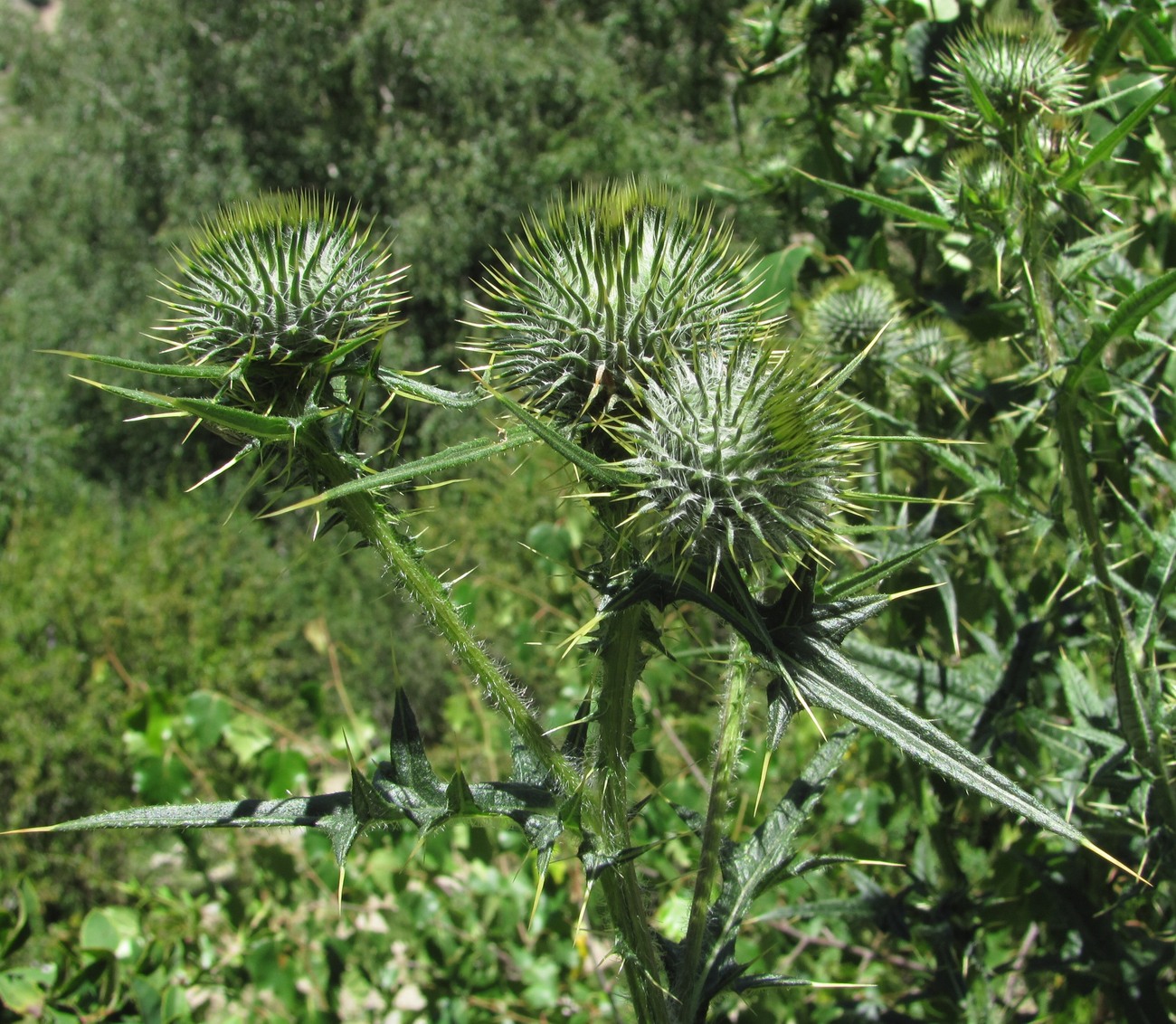 Изображение особи Cirsium vulgare.