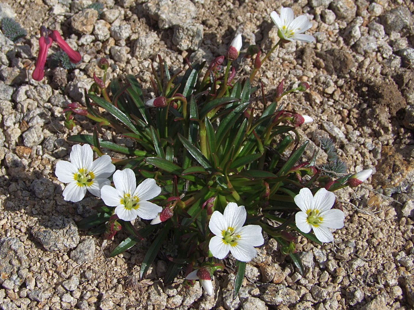 Image of Claytonia soczaviana specimen.