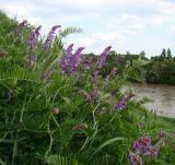 Vicia tenuifolia. Верхушки цветущих растений. Краснодарский край, Усть-Лабинский р-н, окр. станицы Тенгинская, сухой травянистый склон террасы р. Лаба (третичные суглинки). 31.04.2016.