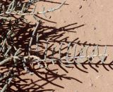 Anabasis articulata