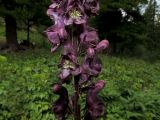 Aconitum tanzybeicum. Часть соцветия нетипичной (более крупной и с темно-окрашенными цветками) расы. Красноярский край, Шушенский р-н, национальный парк \"Шушенский Бор\", Западный Саян, хребет Борус, урочище \"Пелехова\", субальпийский высокотравный луг. 24.07.2015.