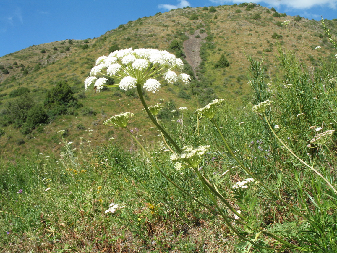 Image of Seseli schrenkianum specimen.