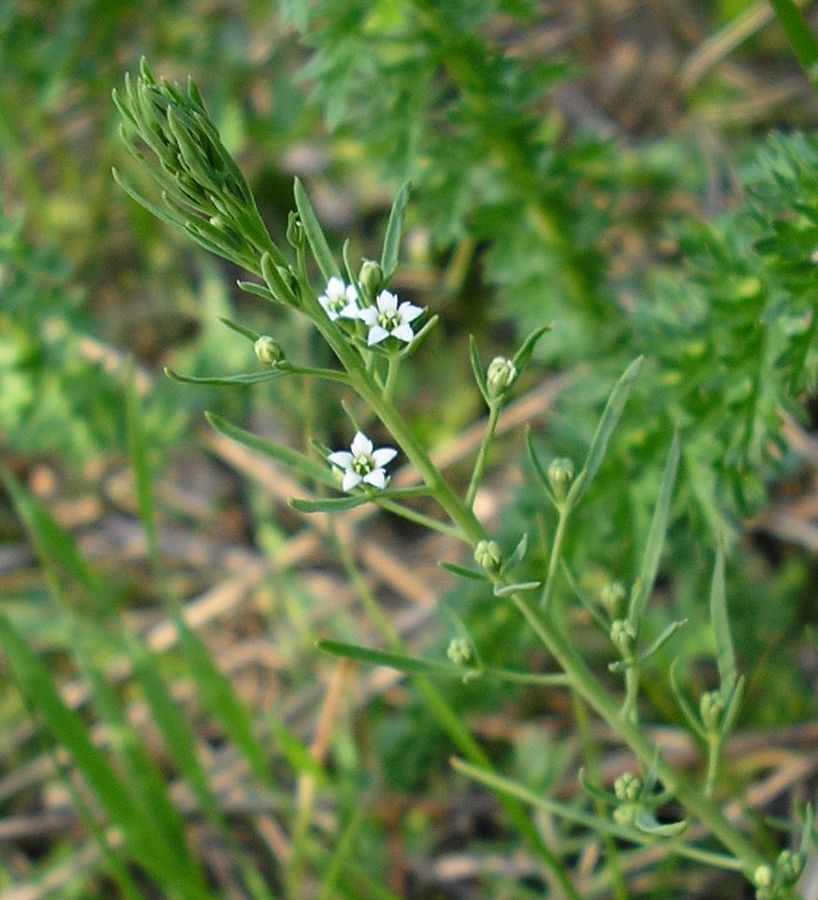 Изображение особи Thesium ramosum.