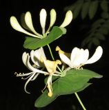 Lonicera caprifolium