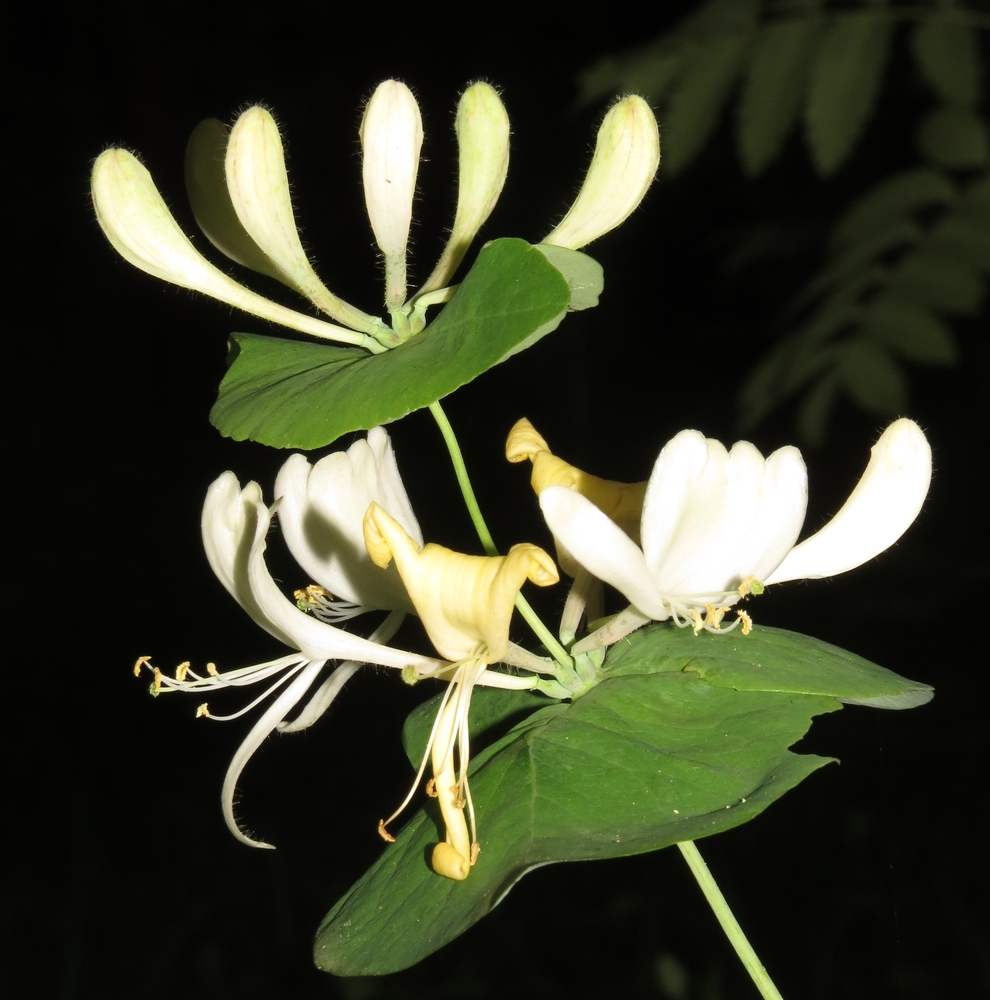 Изображение особи Lonicera caprifolium.