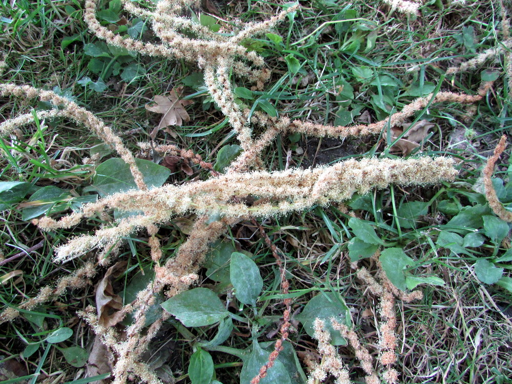 Image of Castanea sativa specimen.