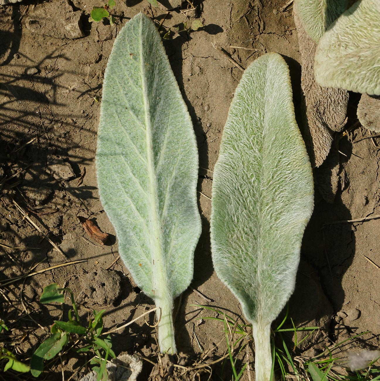 Изображение особи Stachys byzantina.