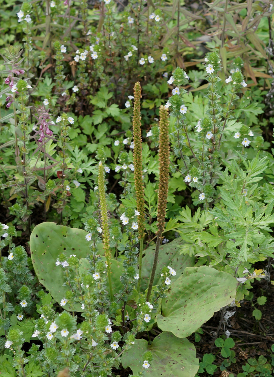 Image of Plantago major specimen.