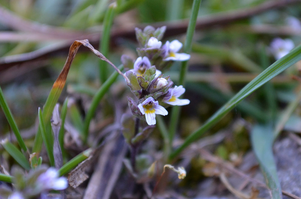 Image of genus Euphrasia specimen.
