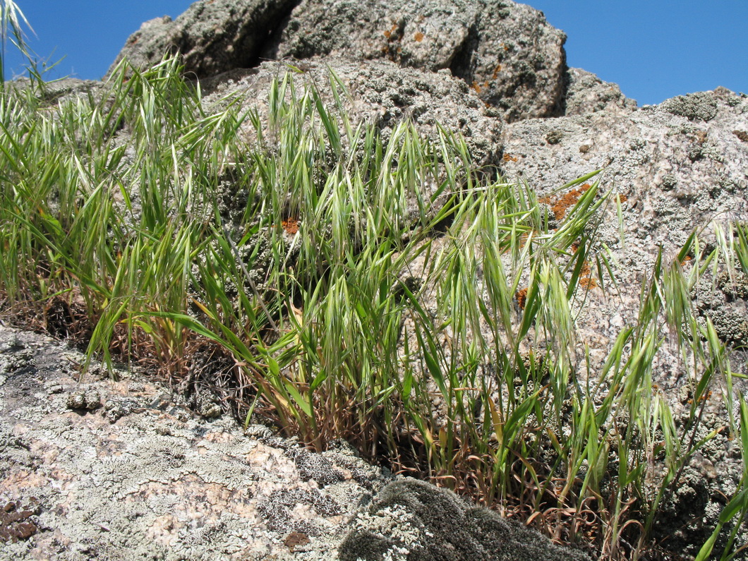 Image of Anisantha tectorum specimen.