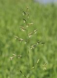 Festuca rubra