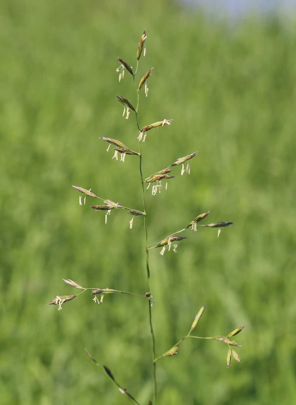 Изображение особи Festuca rubra.