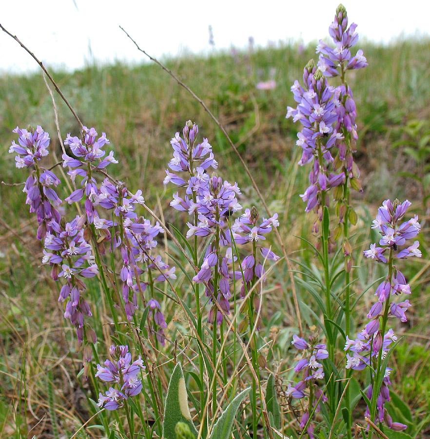 Изображение особи Polygala wolfgangiana.