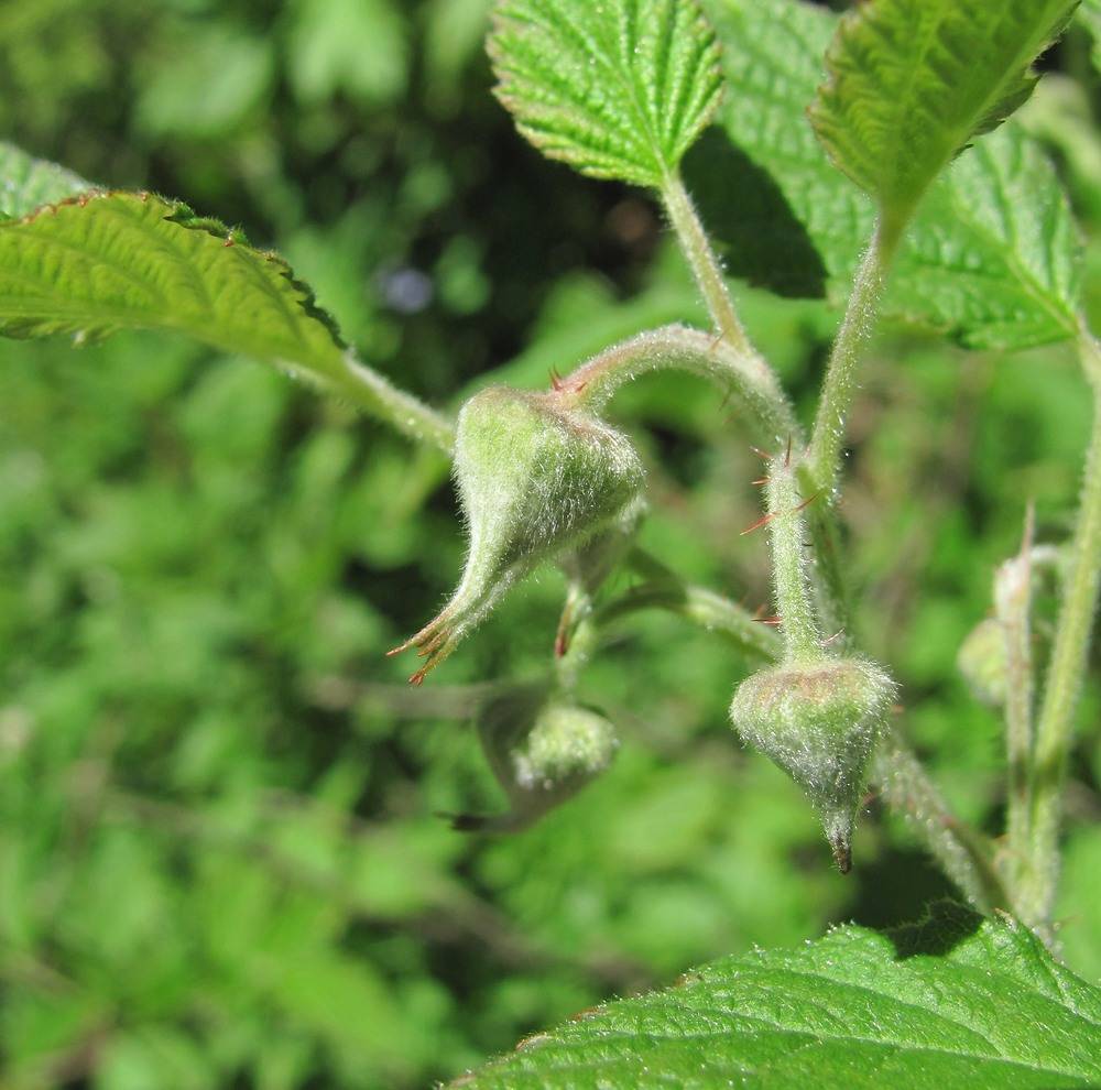 Изображение особи Rubus idaeus.