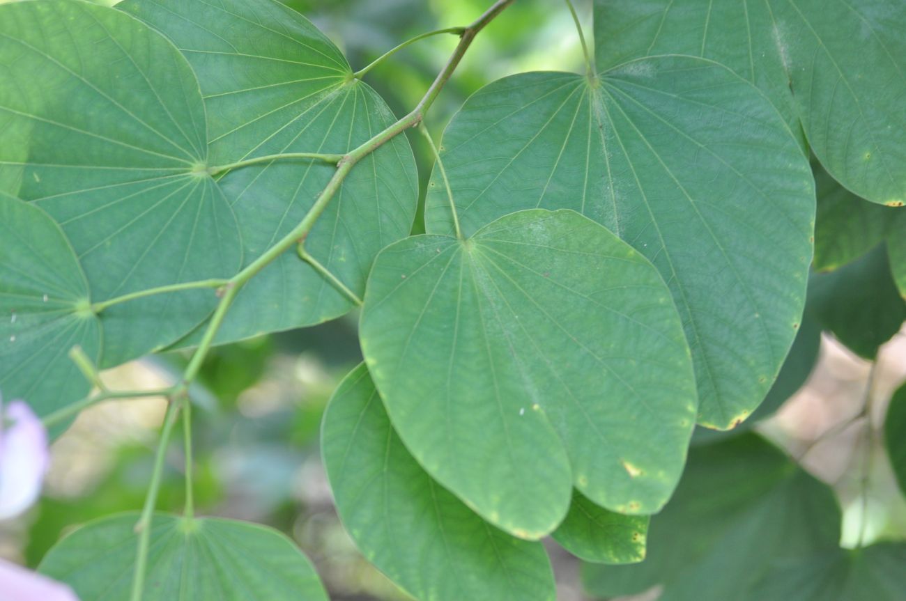 Image of genus Bauhinia specimen.