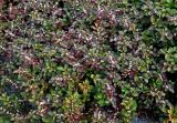 Alternanthera ficoidea
