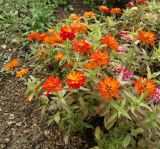 genus Zinnia. Цветущие растения. Крым, Симферополь, ботанический сад университета. 12.10.2017.