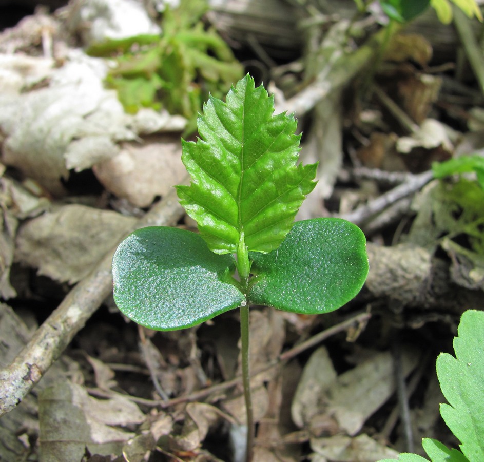 Image of Carpinus betulus specimen.