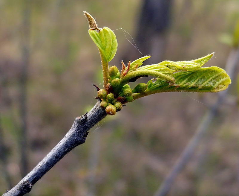 Изображение особи Frangula alnus.