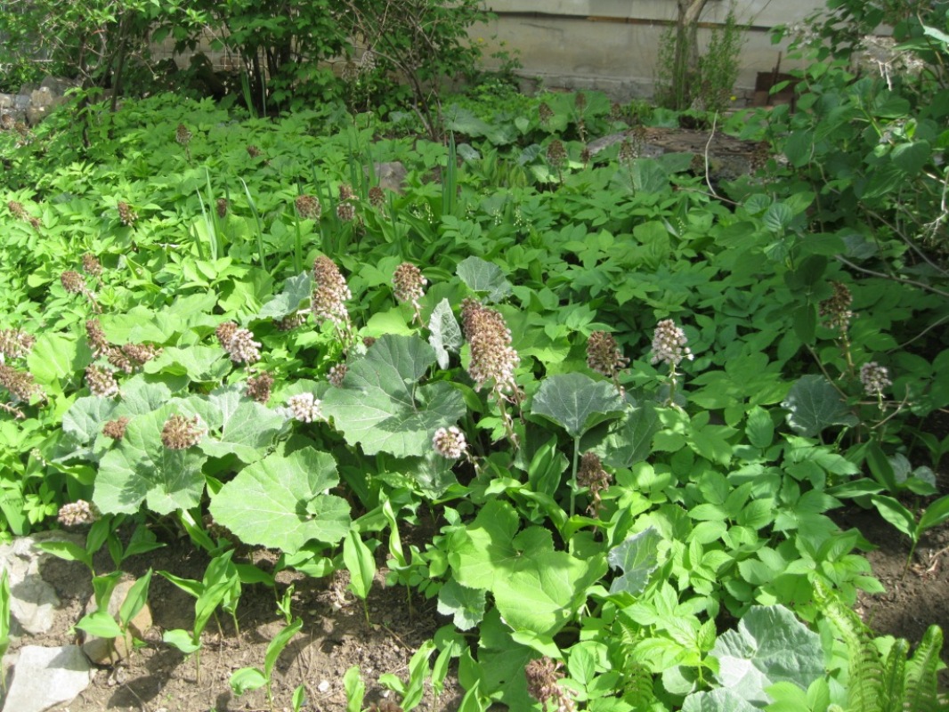 Изображение особи Petasites hybridus.