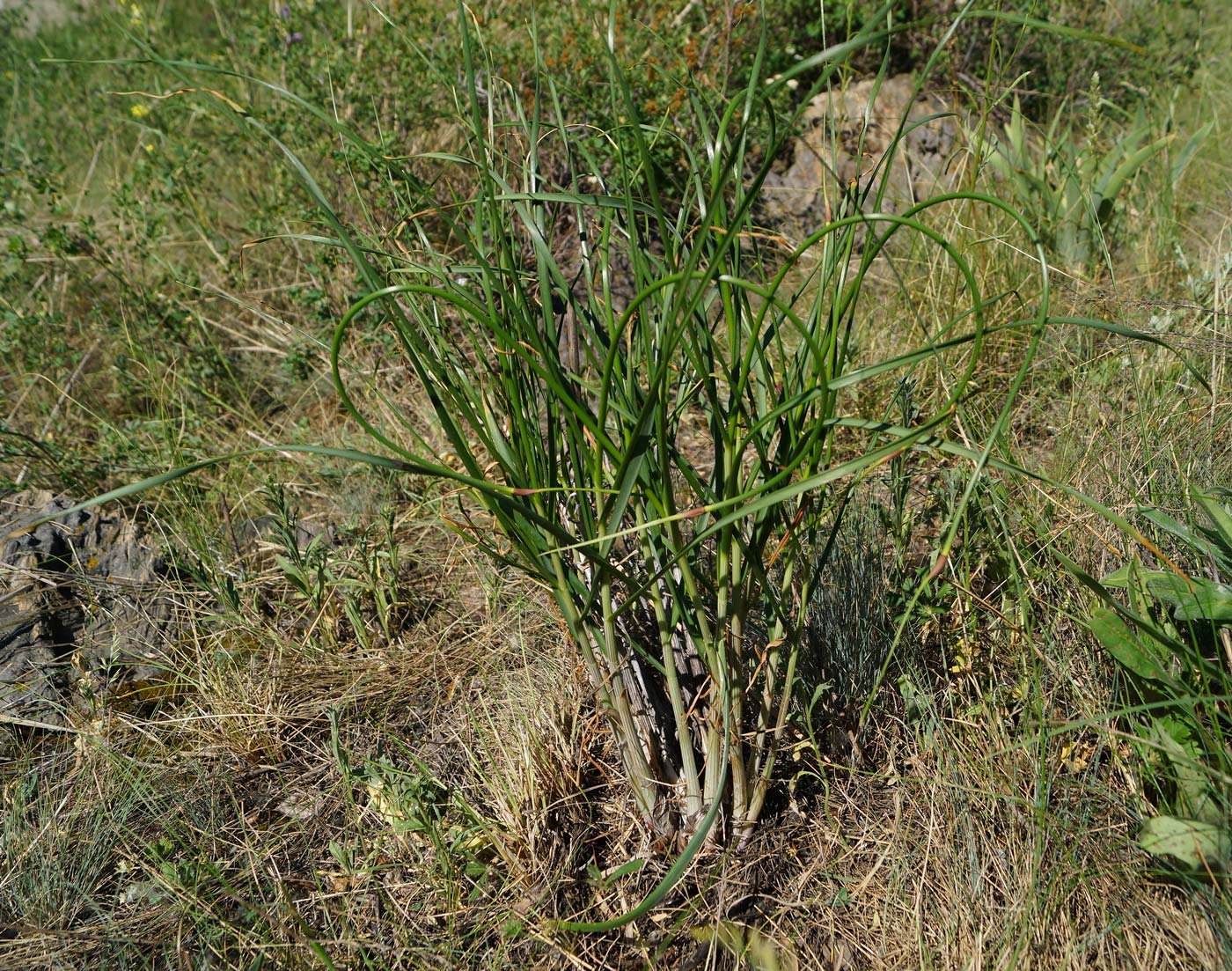 Image of Allium montanostepposum specimen.
