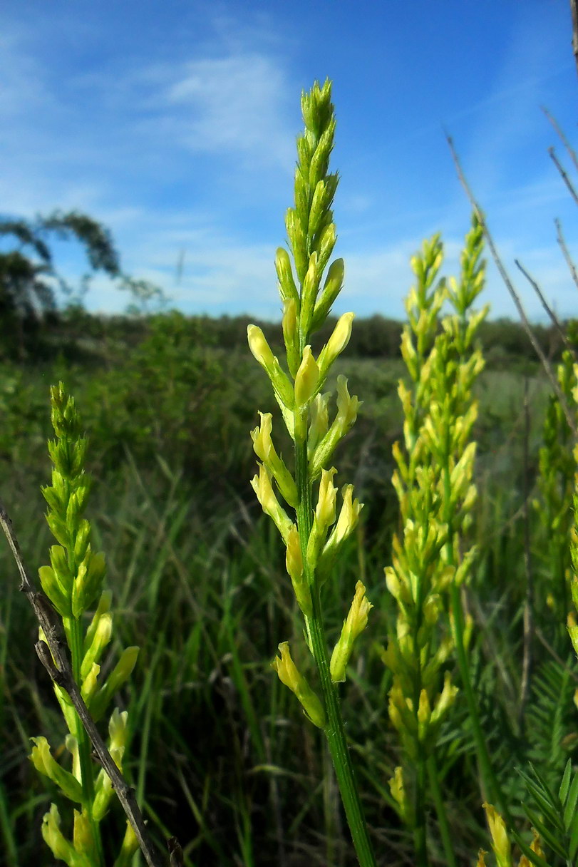 Image of Astragalus asper specimen.