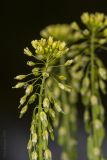 Isatis campestris. Верхушка соцветия с цветками и завязями. Саратов, Октябрьское ущелье, берег пруда. 27.05.2018.
