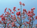 Brachychiton discolor. Верхушки веток с цветками и плодами. Израиль, г. Бат-Ям, в озеленении. 14.06.2017.