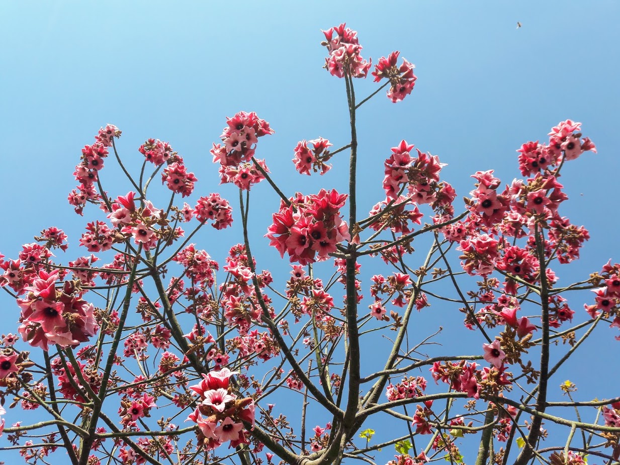 Изображение особи Brachychiton discolor.