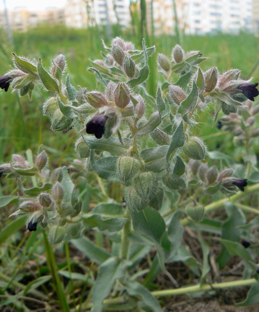 Image of Nonea rossica specimen.