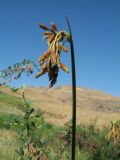 genus Bolboschoenus. Верхушка доцветающего растения. Южный Казахстан, Сырдарьинский Каратау, горы Улькунбурултау, ≈ 700 м н.у.м., у солоноватого родника Карабастау. 28 июня 2018 г.