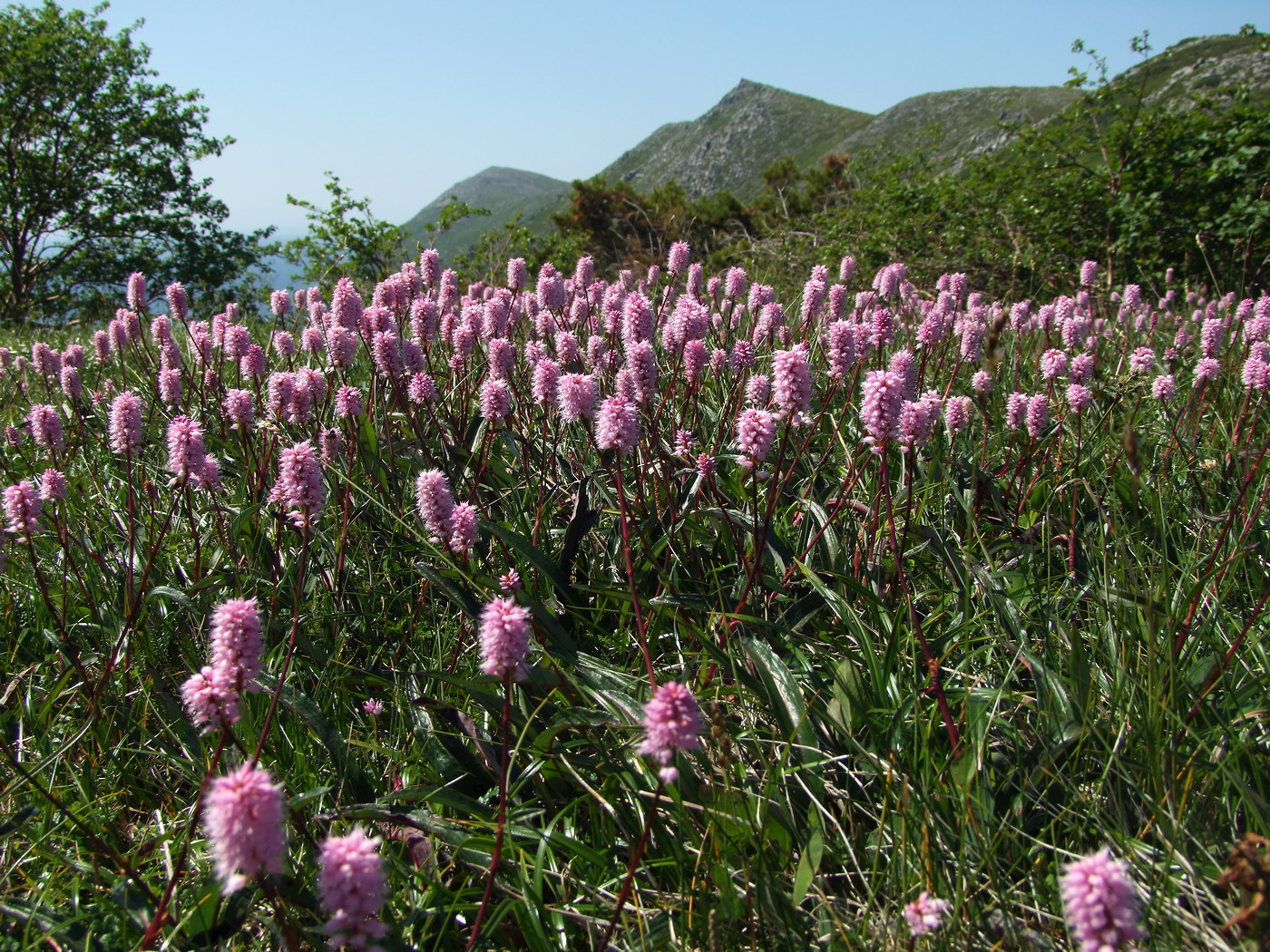 Image of Bistorta plumosa specimen.