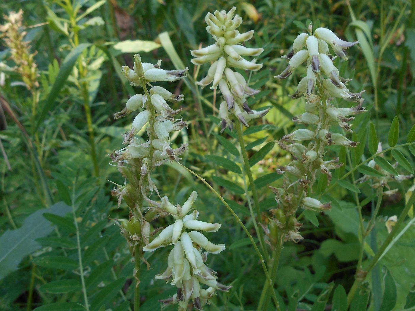 Изображение особи Astragalus uliginosus.