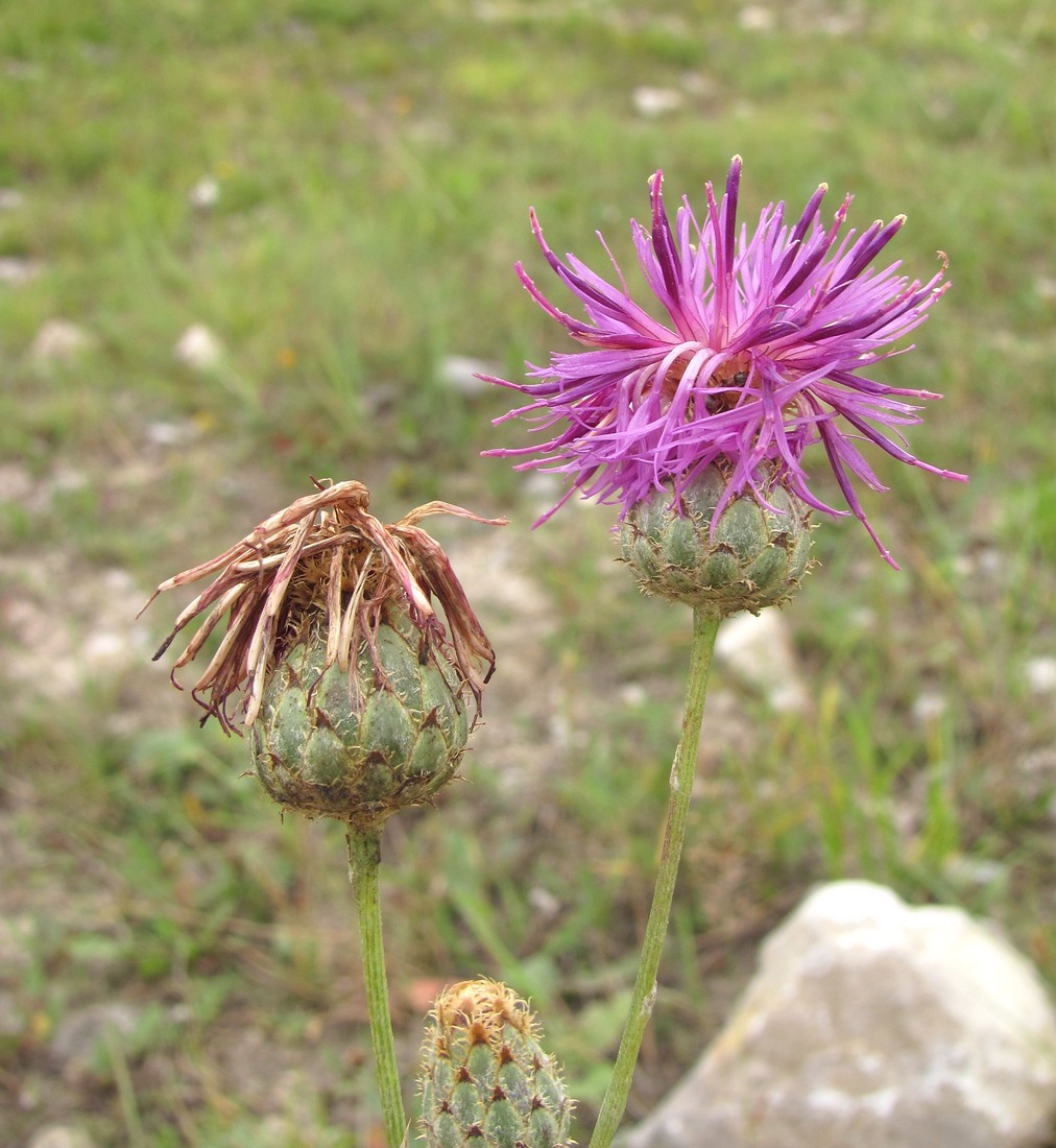 Изображение особи Centaurea apiculata.