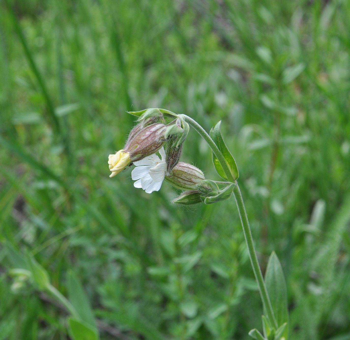 Image of Melandrium latifolium specimen.