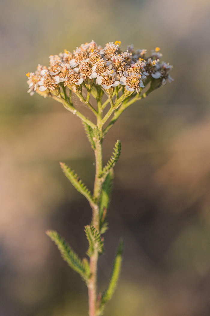 Image of genus Achillea specimen.