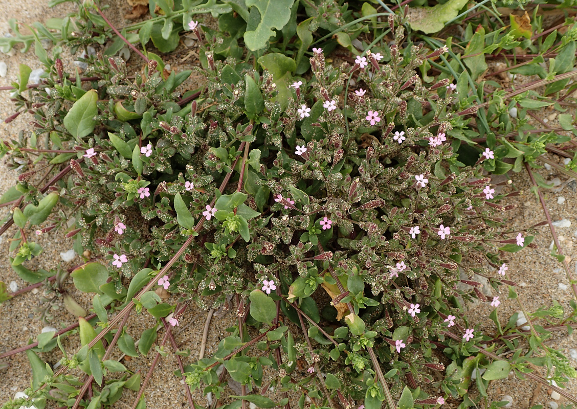 Image of Silene pentelica specimen.