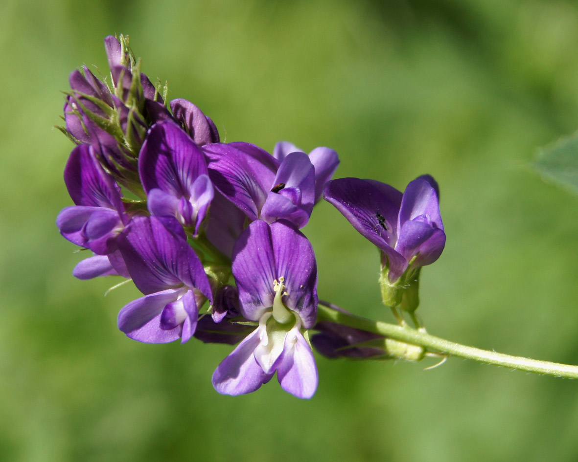 Изображение особи Medicago tianschanica.