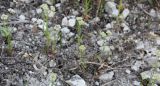 Valerianella coronata