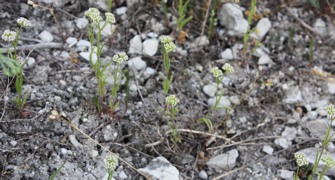 Изображение особи Valerianella coronata.