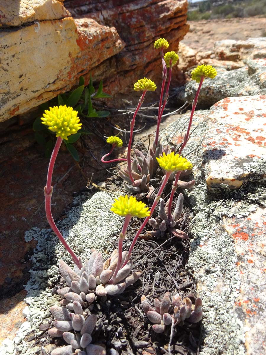 Изображение особи Crassula namaquensis.