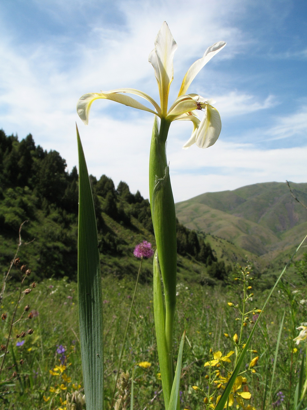 Изображение особи Iris sogdiana.