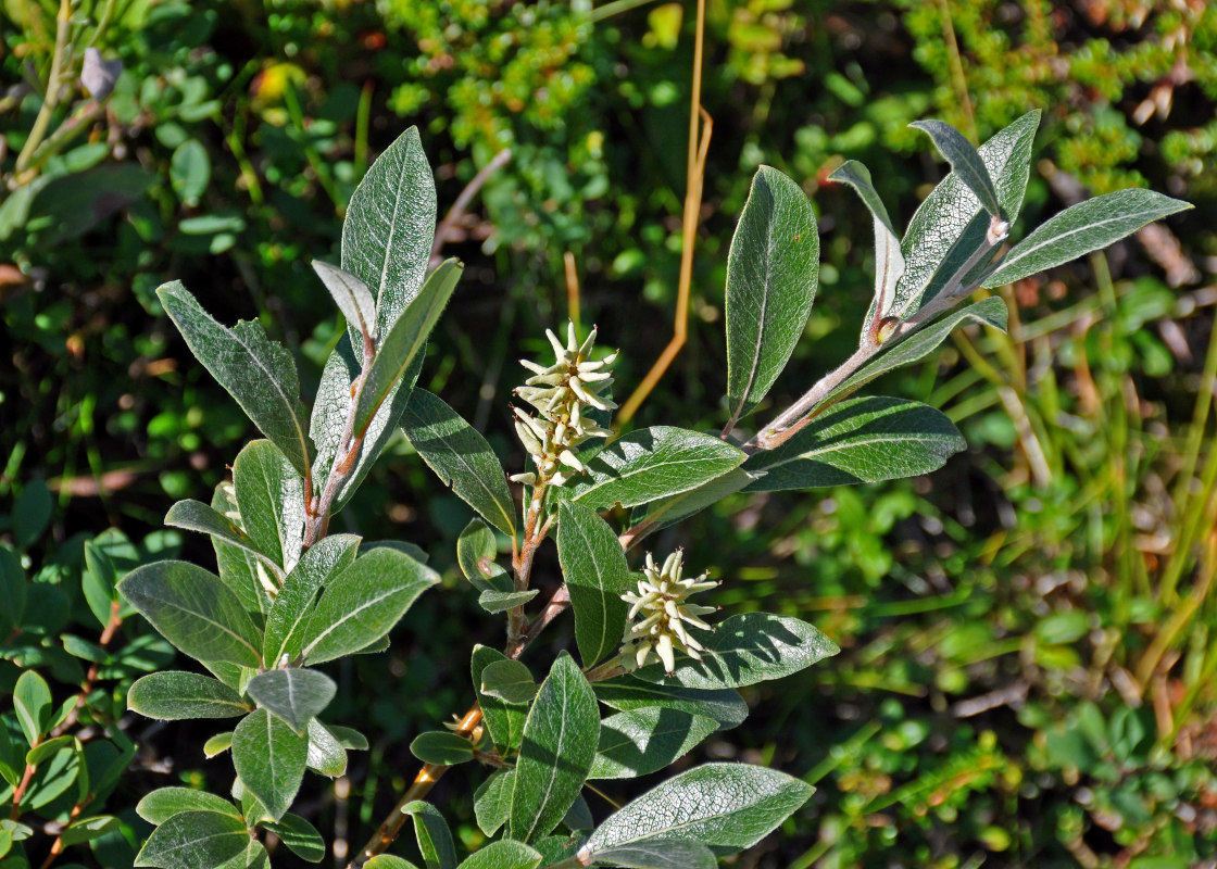 Изображение особи Salix glauca.