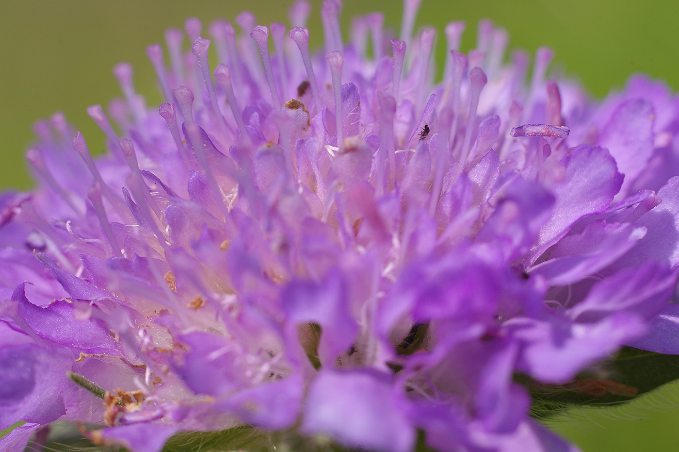 Image of Knautia arvensis specimen.