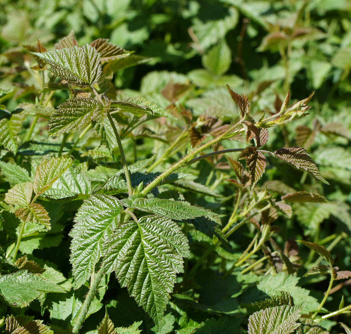 Изображение особи Rubus caesius.