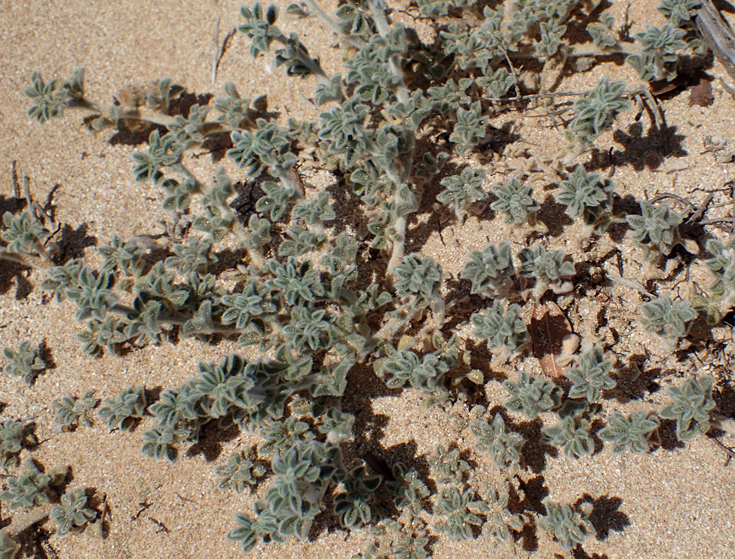 Image of Medicago marina specimen.